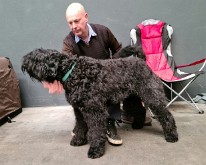 Antwerp_Dog_Show-01