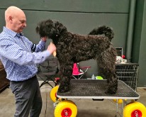 Antwerp_Dog_Show-02