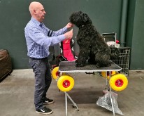 Antwerp_Dog_Show-04