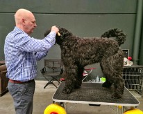 Antwerp_Dog_Show-05