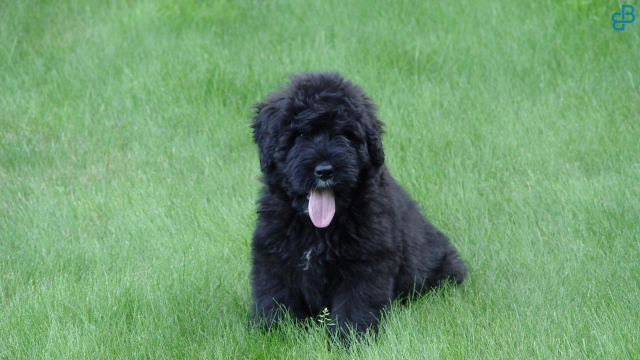 Bouvier des Flandres