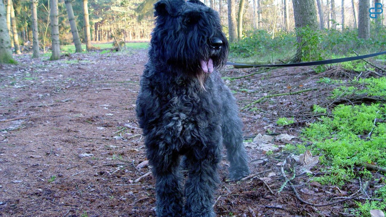 Bouvier des Flandres