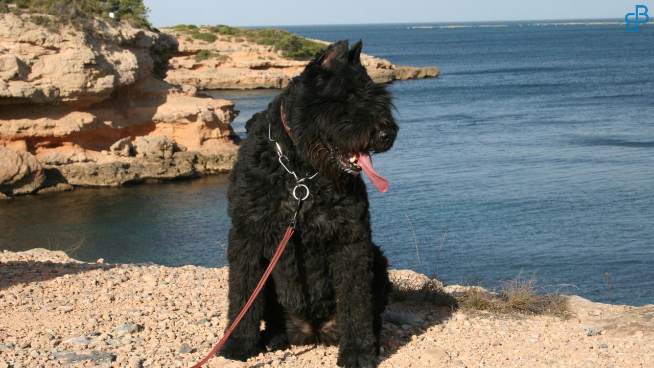 Bouviers van het Bergbos Bouvier des Flandres kennel