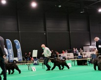 DogShowMaastricht-03