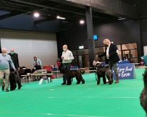 DogShowMaastricht-05