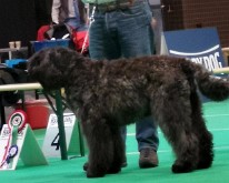 DogShowMaastricht-06