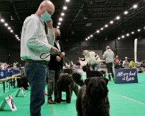 DogShowMaastricht-09