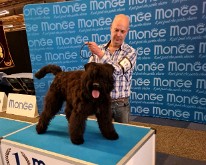 FlandersDogShow-01