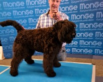 FlandersDogShow-03
