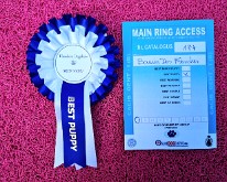 FlandersDogShow-04