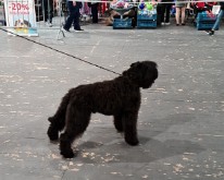 Wieze_Dog_Show-04