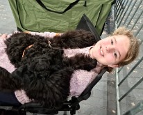 Wieze_Dog_Show-05