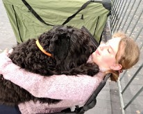 Wieze_Dog_Show-06