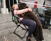 Wieze_Dog_Show-07