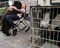 Wieze_Dog_Show-08