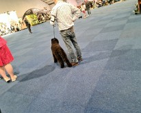 Wieze_Dog_Show-10