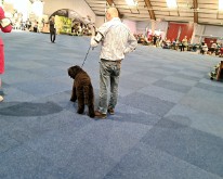 Wieze_Dog_Show-11
