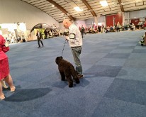 Wieze_Dog_Show-12