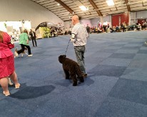Wieze_Dog_Show-13