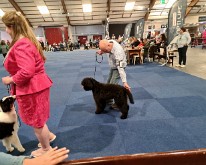 Wieze_Dog_Show-14