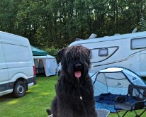 Bouvier-des-Flandres-Specialty-02