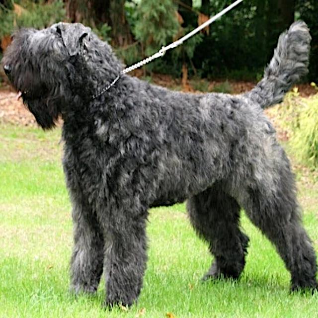 Bouvier des Flandres