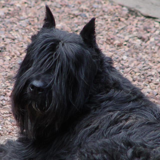 Bouvier des Flandres