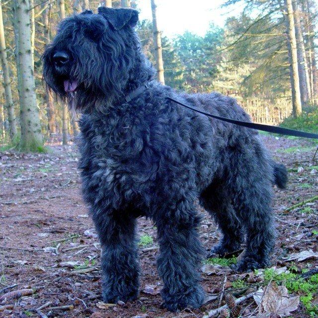 Bouvier des Flandres