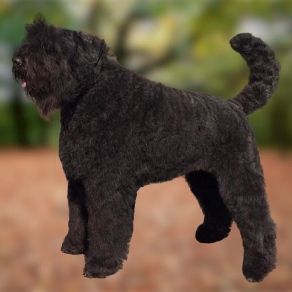 Bouvier des Flandres