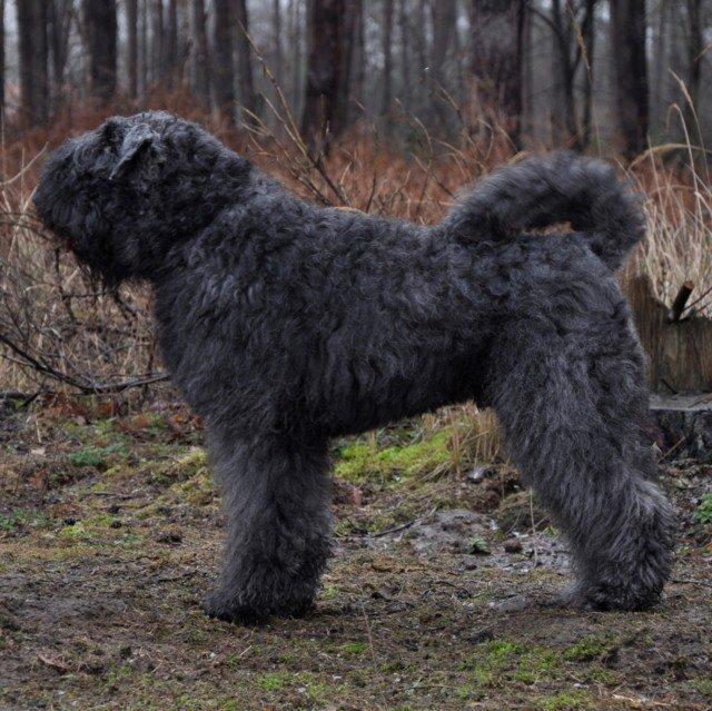 Bouvier des Flandres