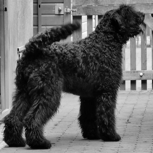 Bouvier des Flandres