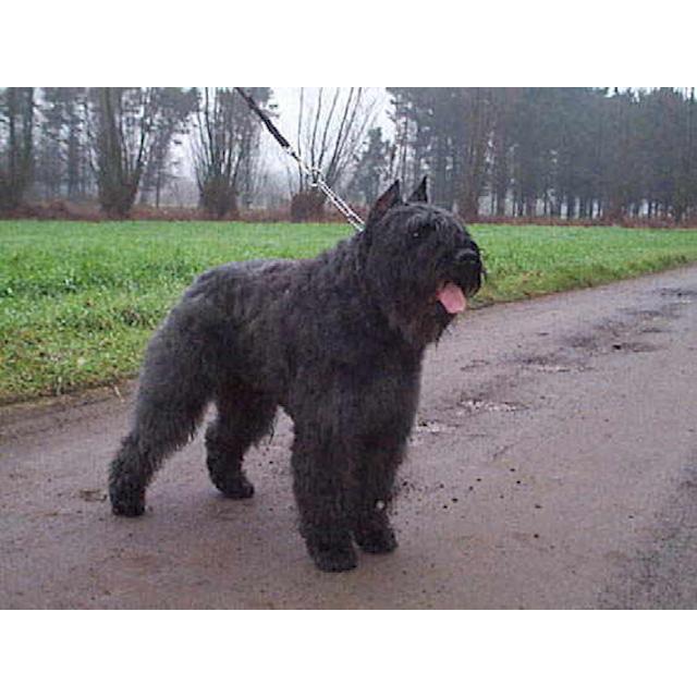 Bouvier des Flandres