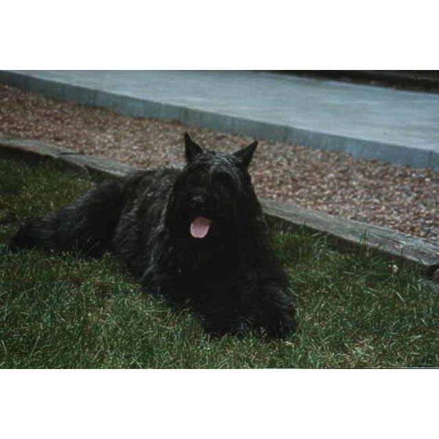 Bouvier des Flandres