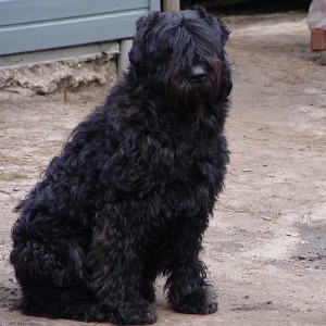 Bouvier des Flandres