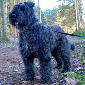 Bouvier des Flandres