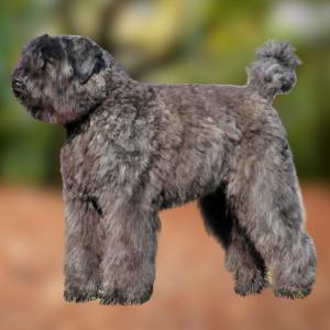 Bouvier des Flandres