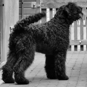 Bouvier des Flandres