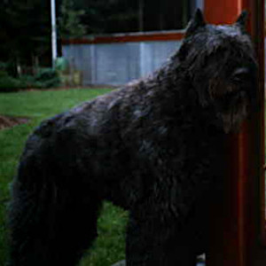 Bouvier des Flandres