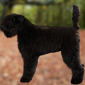 Bouvier des Flandres