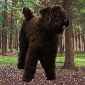 Bouvier des Flandres