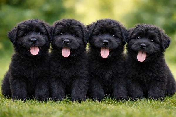 Bouvier des Flandres